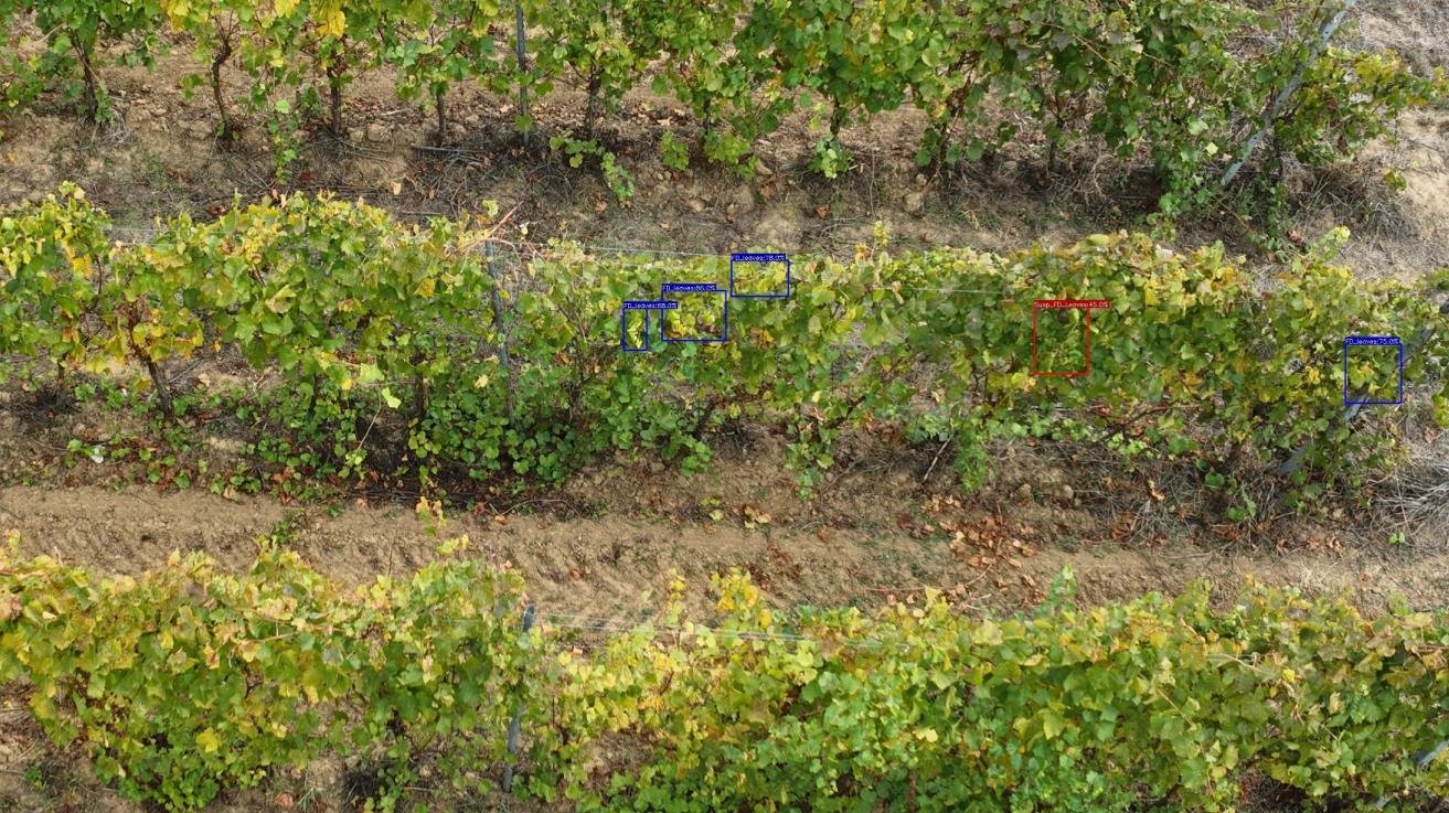 Vineyard rows analysed for plant-level symptoms