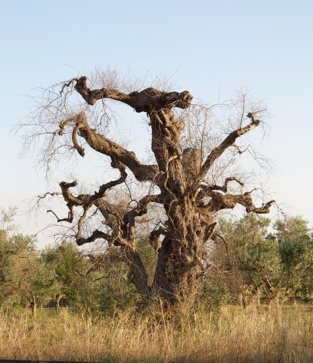 Olive tree affected by disease