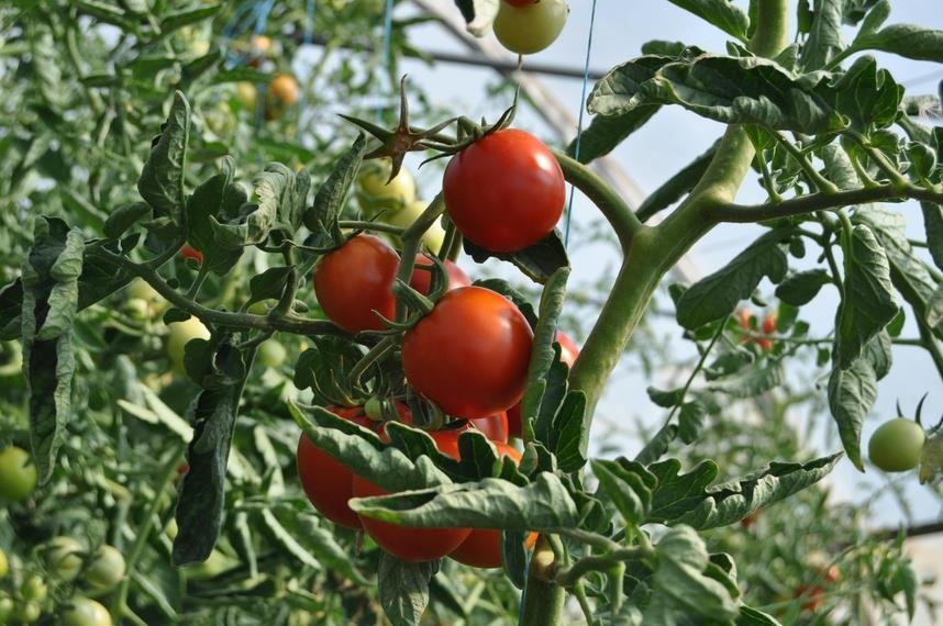 Citrus fruit growing in an orchard